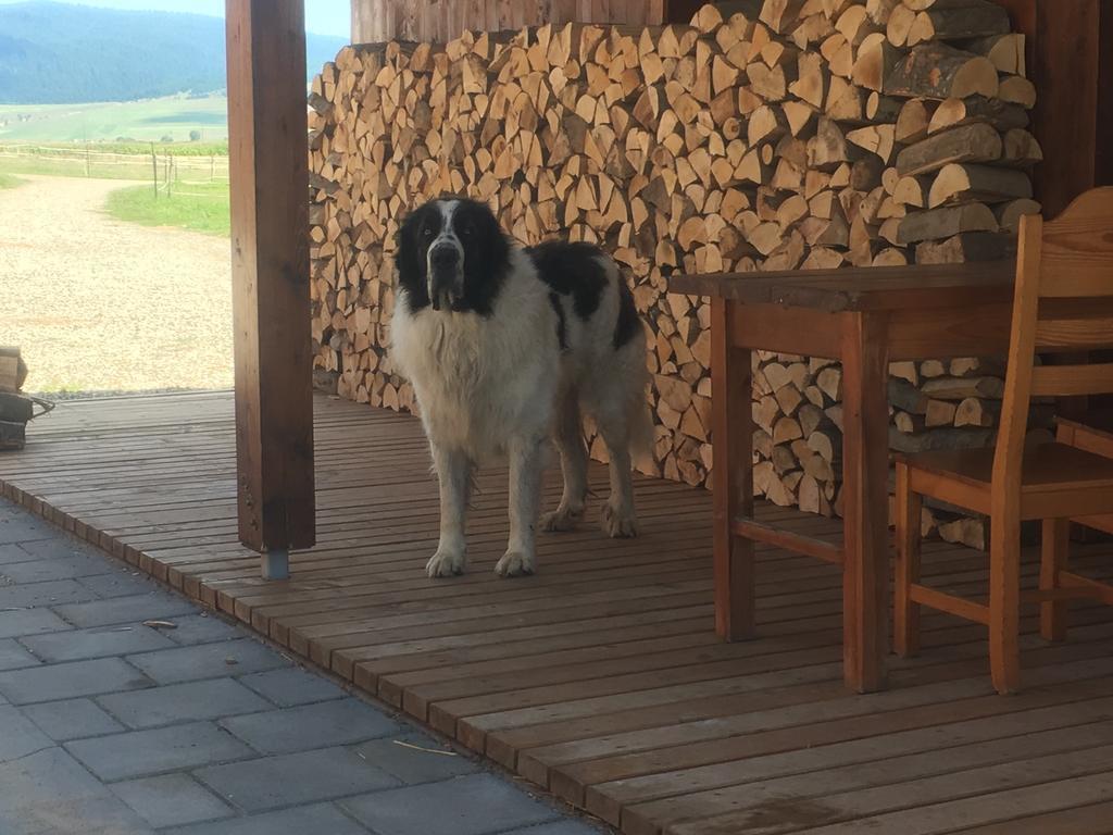 Kavalliera Pensiune Cotormani Εξωτερικό φωτογραφία